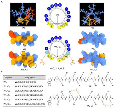 Designing double-site lipidated peptide amphiphiles as potent antimicrobial biomaterials to combat multidrug-resistant bacteria